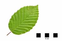 Charme - feuille sur fond blanc (Carpinus betulus)